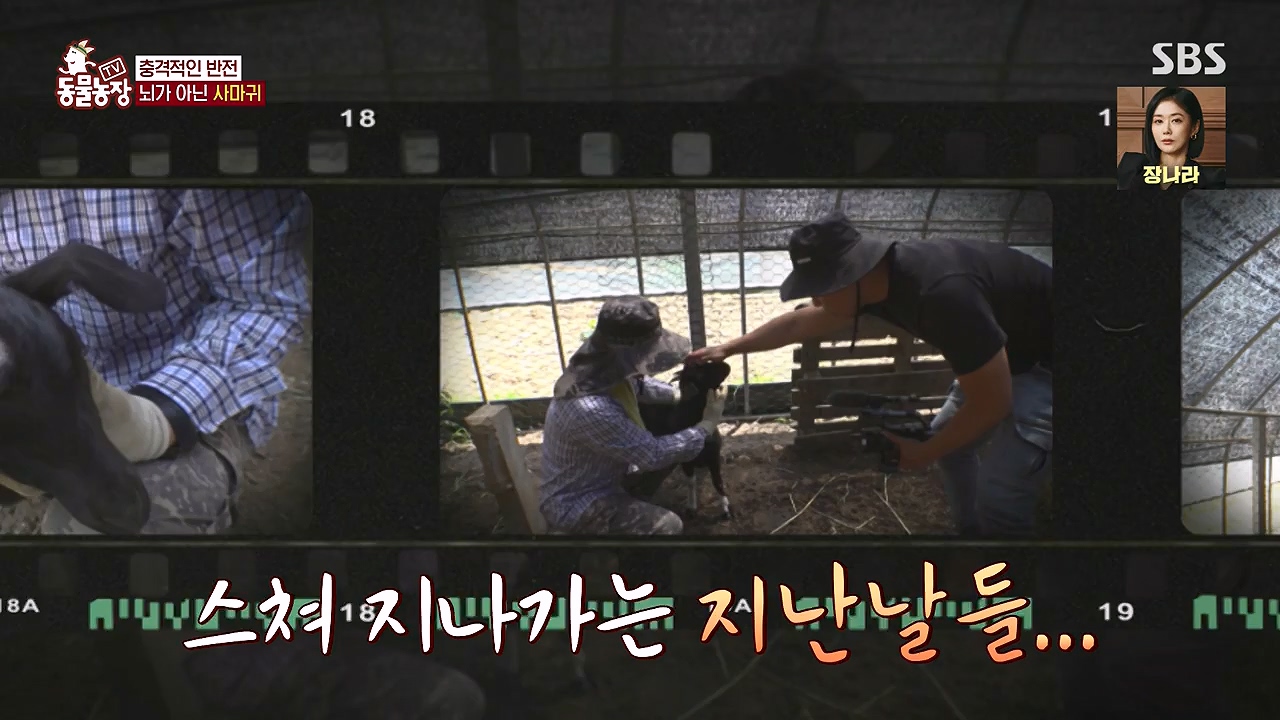 TV 동물농장.E1179.240708p-NEXT.mp4_20240707_160430.860.jpg