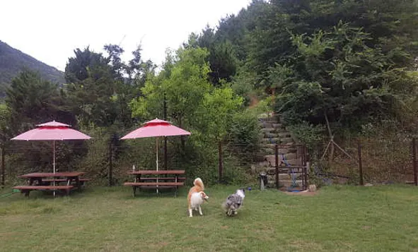 트리독스애견전용캠핑장