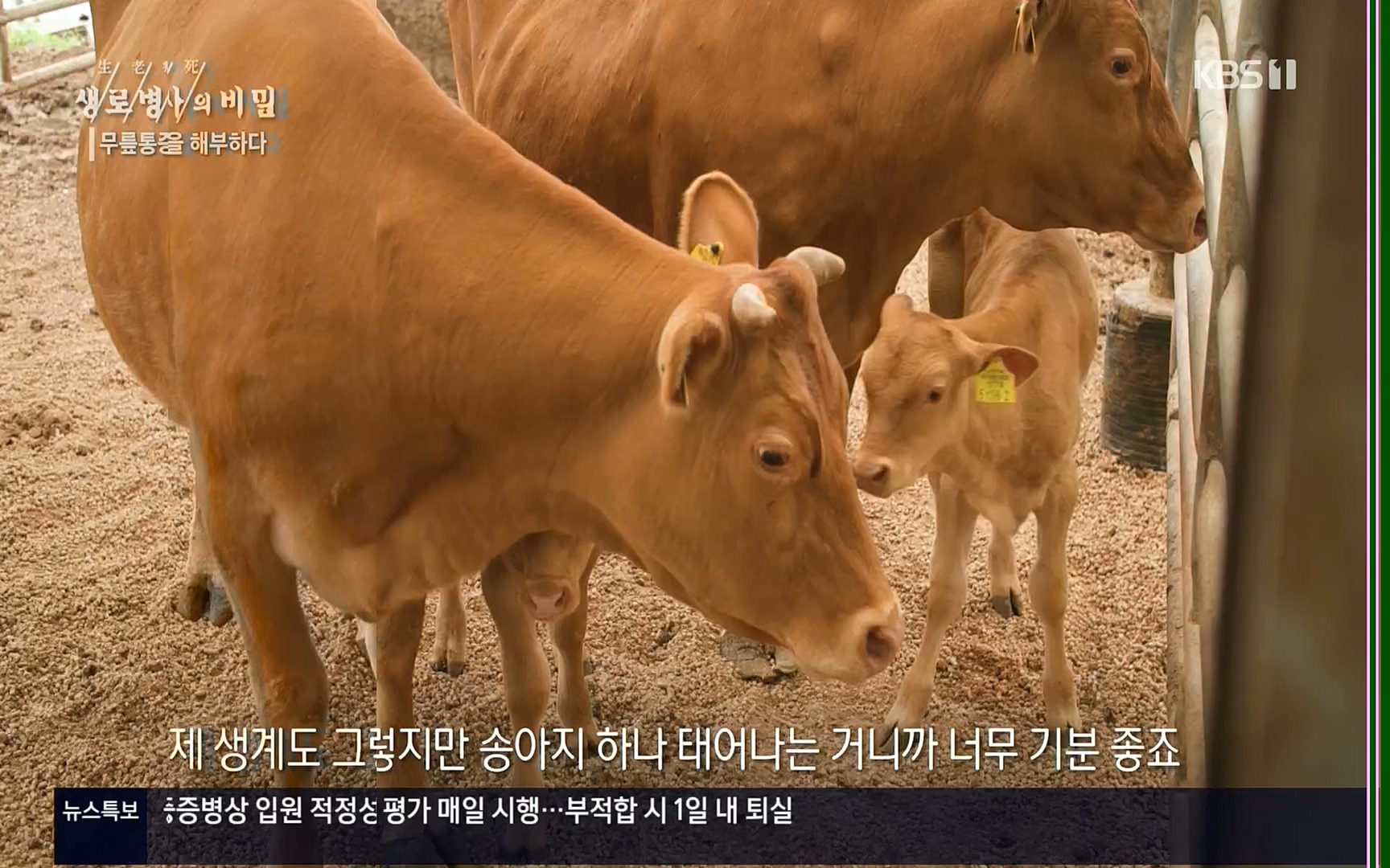 생로병사의 비밀.E834.220907p.H264-F1RST.mp4_20220908_210421.702.jpg