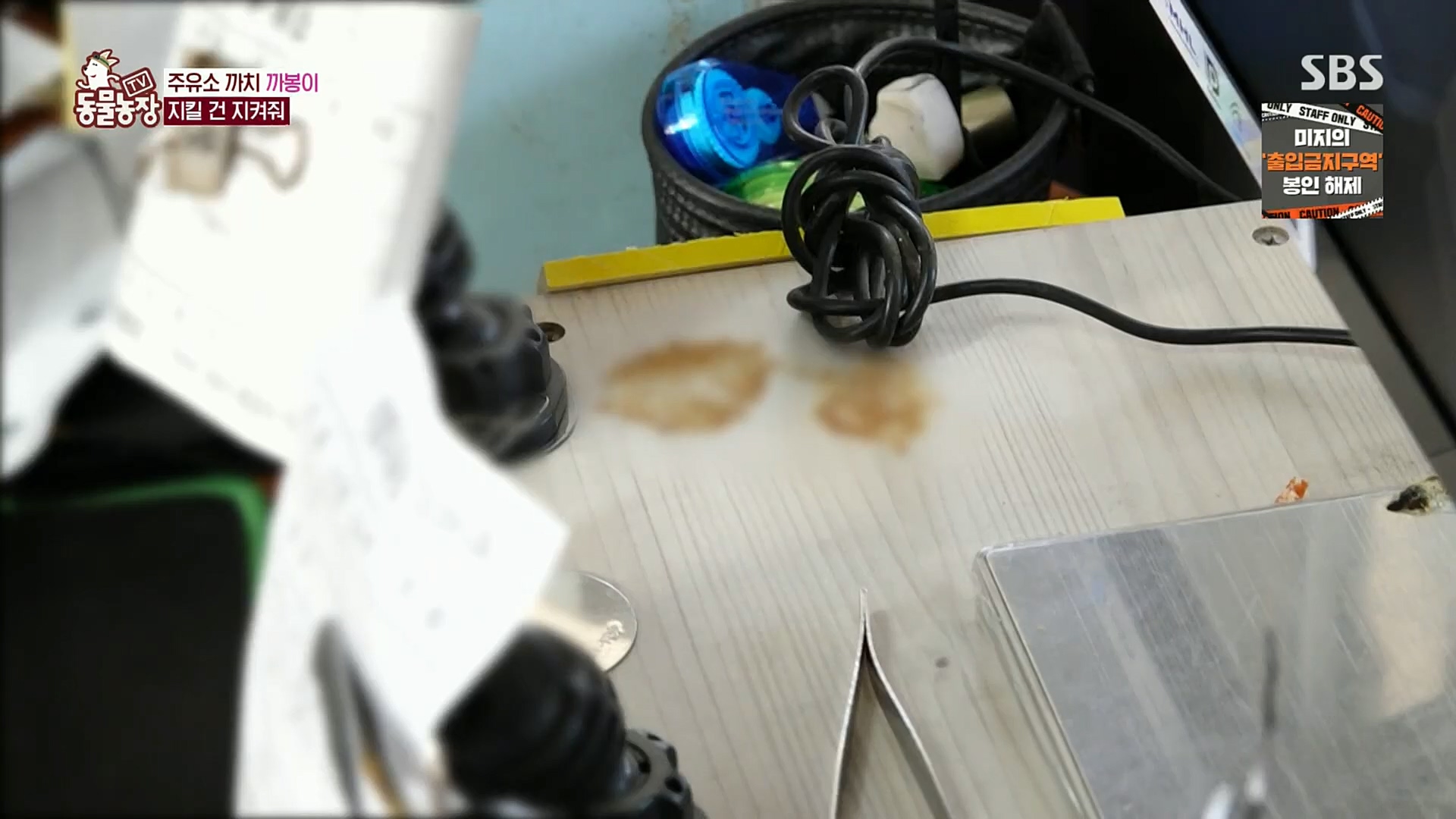 TV 동물농장.E1102.230101p.H264-F1RST.mp4_20230101_182835.463.jpg