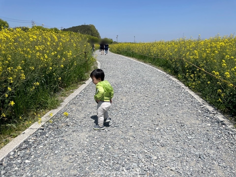 영산강 나주 유채꽃 나들이 3