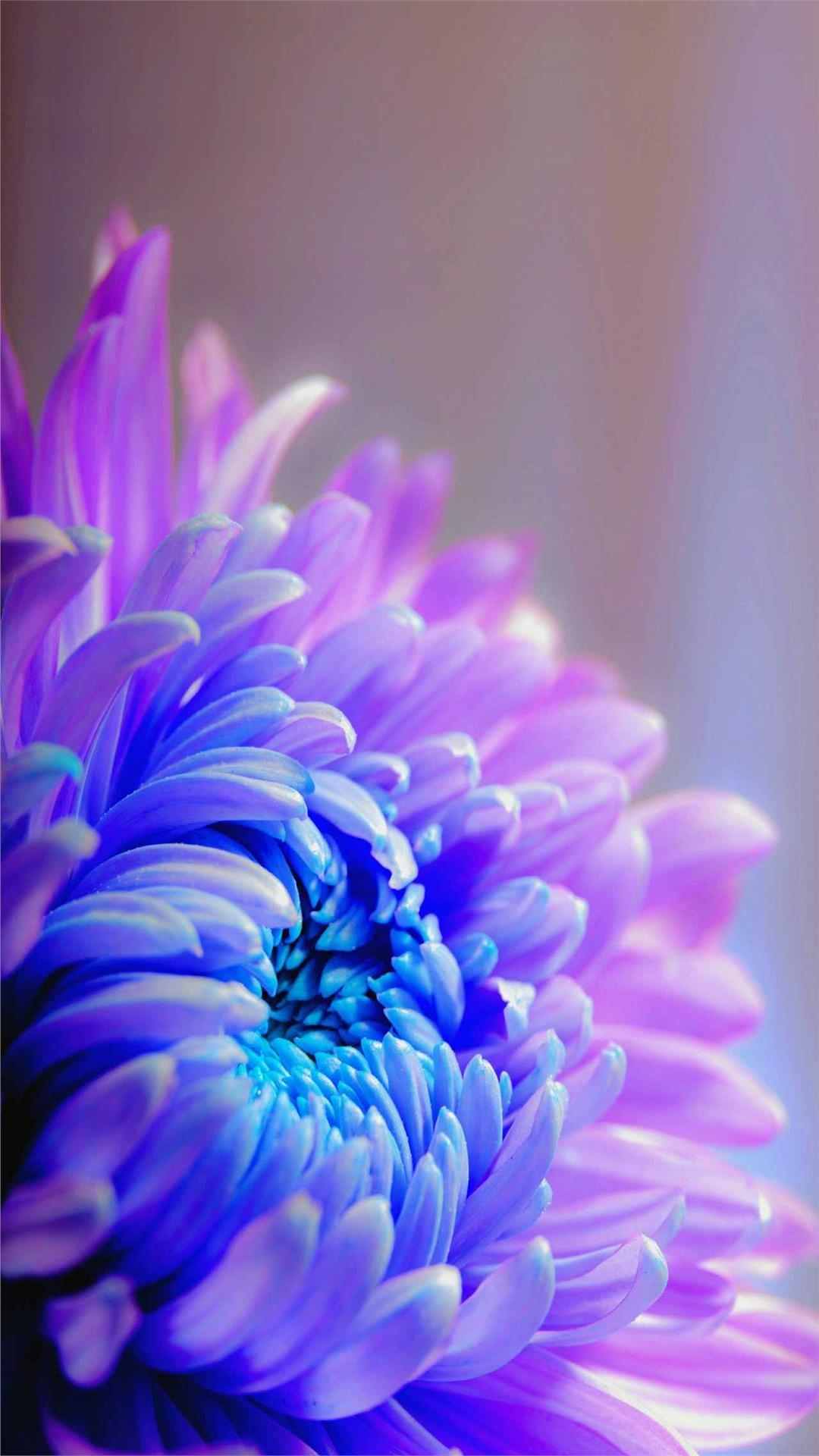 Chrysanthemum Flower iPhone Wallpaper