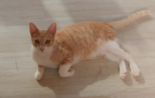 코리안 숏헤어 고양이 이미지