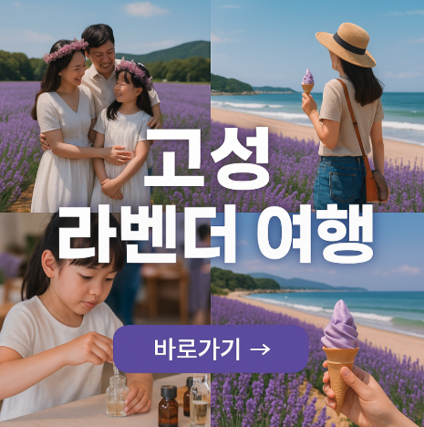 고성 라벤더 여행