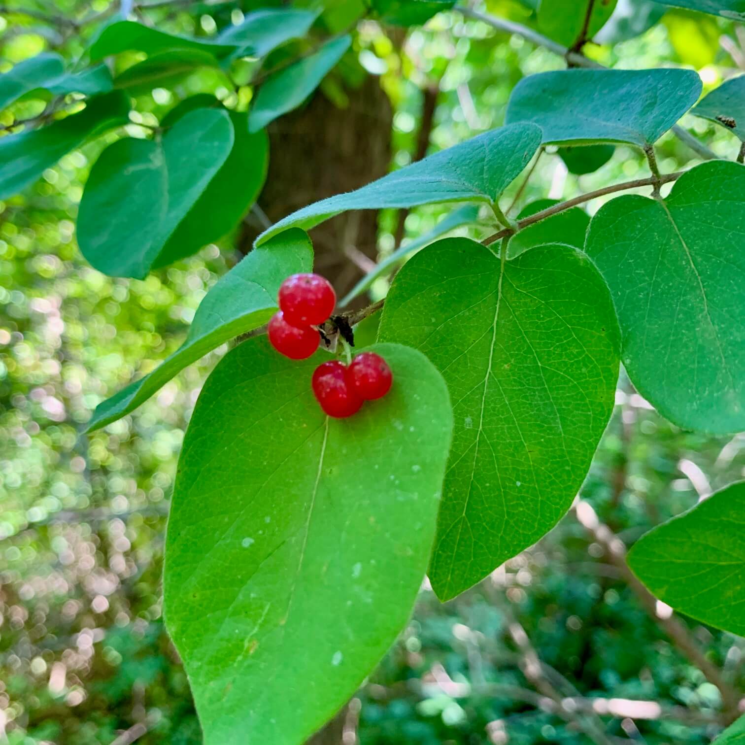 녹색잎-나무-동그란-빨간-작은-열매