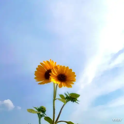 flowers and sky