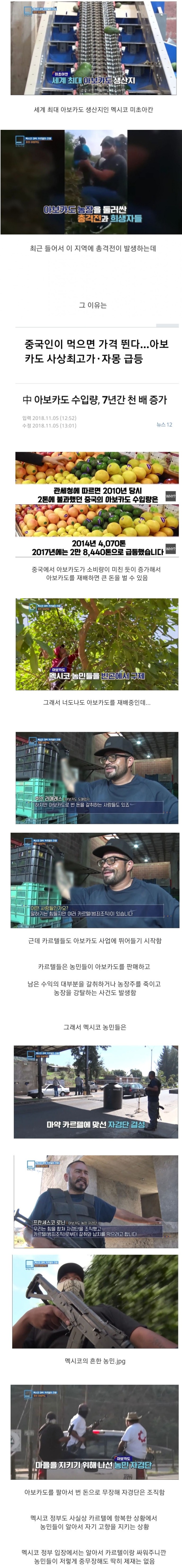 멕시코에는 아보카도 자경단이 존재한다?(feat.카르텔,멕시코정부)