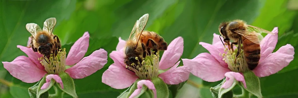 꿀벌 실종