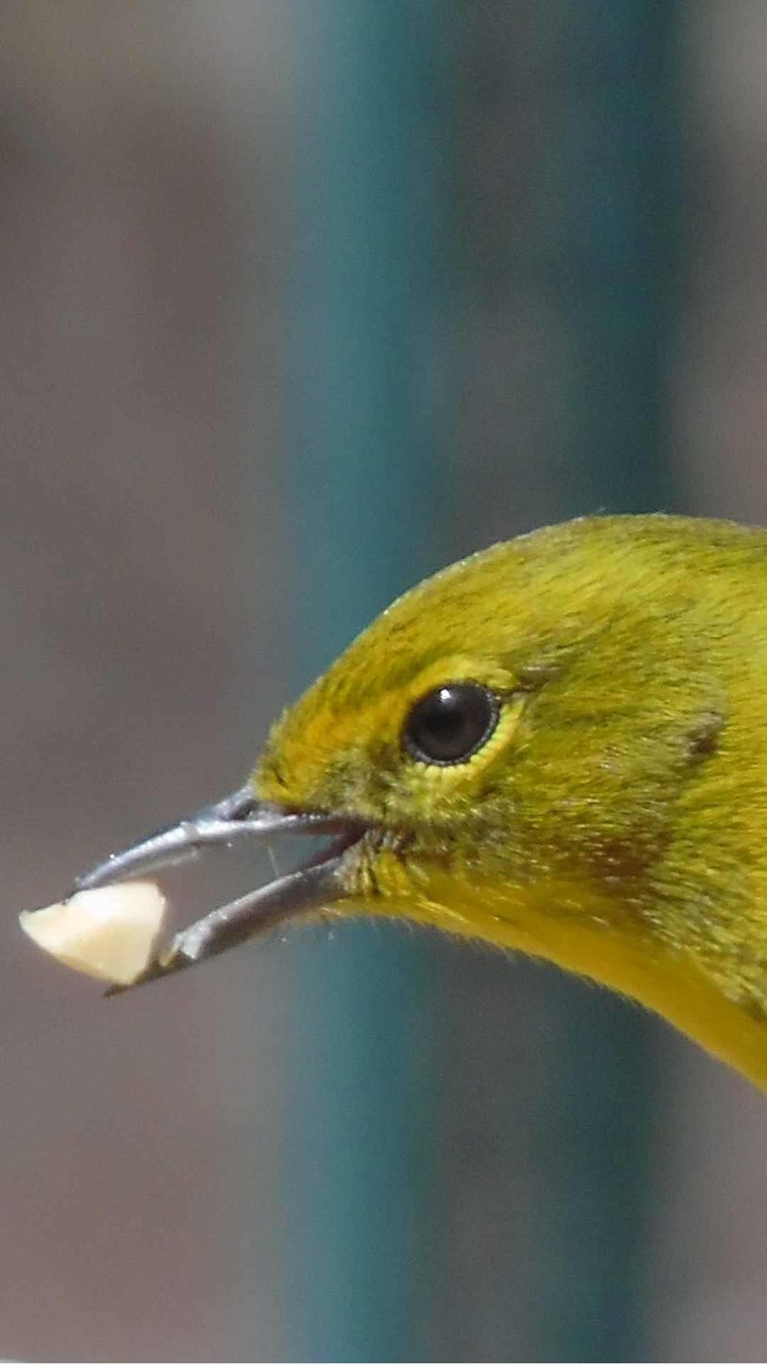 Small Bird Animal Photo iPhone Wallpaper