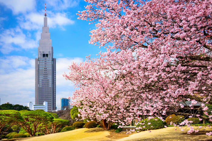 신주쿠 교엔 Shinjuku Gyoen