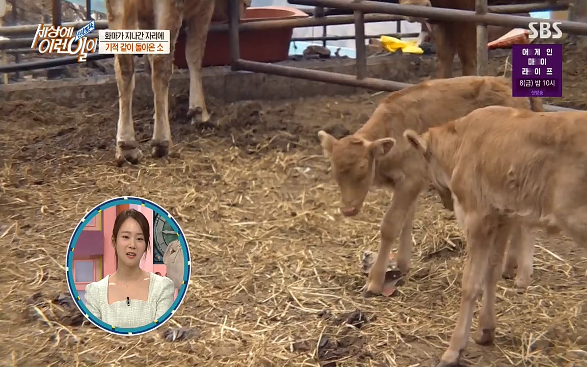 순간포착 세상에 이런일이.E1174.220406p-NEXT.mp4_20220406_174500.588.jpg