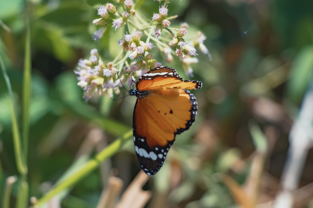 Tiger butterfly.