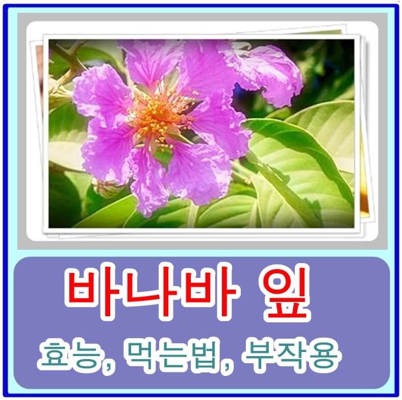  당뇨병, 염증, 체중 관리에 좋은 바나바잎의 효능, 먹는 법, 부작용은?