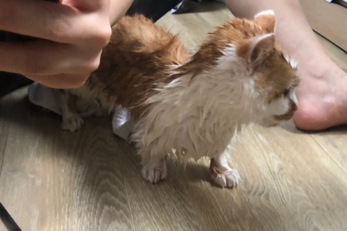 고양이목욕방법