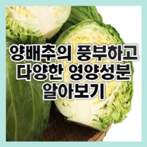  양배추의 풍부하고 다양한 영양 성분