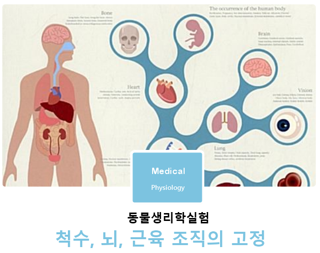 동물생리학실험 | 척수, 뇌, 근육 조직의 고정 동물생리학실험 | 척수, 뇌, 근육 조직의 고정
