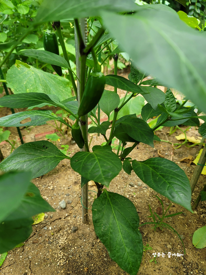 아파트 정원작물 할라페노 고추 재배, 고추씨 심기, 묘목 심기, 수확, 피클 만들기 2