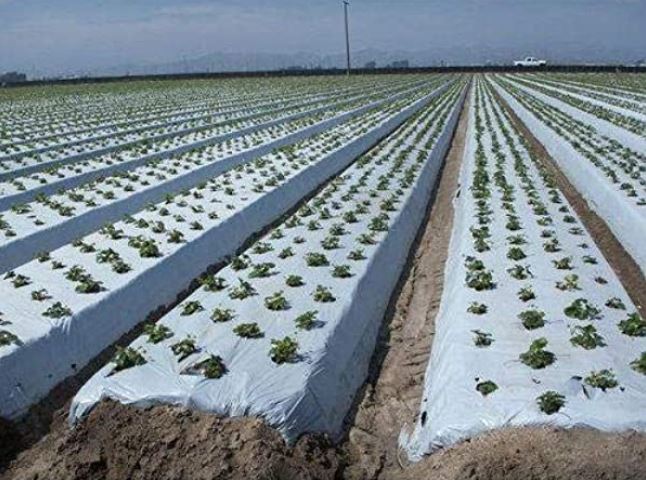  [농업용어] 멀칭(mulching)의 뜻 의미와 목적