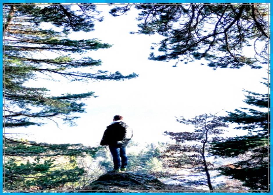 나무 꿈, 단풍나무를 심는꿈 - 나무 꿈 해몽 모음 - ♤ 나무 꿈, 매화나무에 올라가 열매를 따는꿈 나무 꿈, 단풍나무를 심는꿈 - 나무 꿈 해몽 모음 - ♤ 나무 꿈, 매화나무에 올라가 열매를 따는꿈