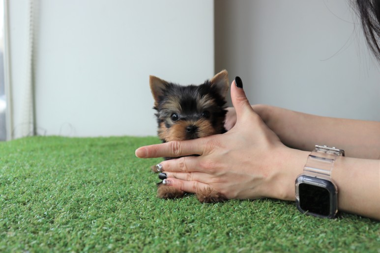 행복하게 지내요 요크셔테리어분양 쫑이만나 2