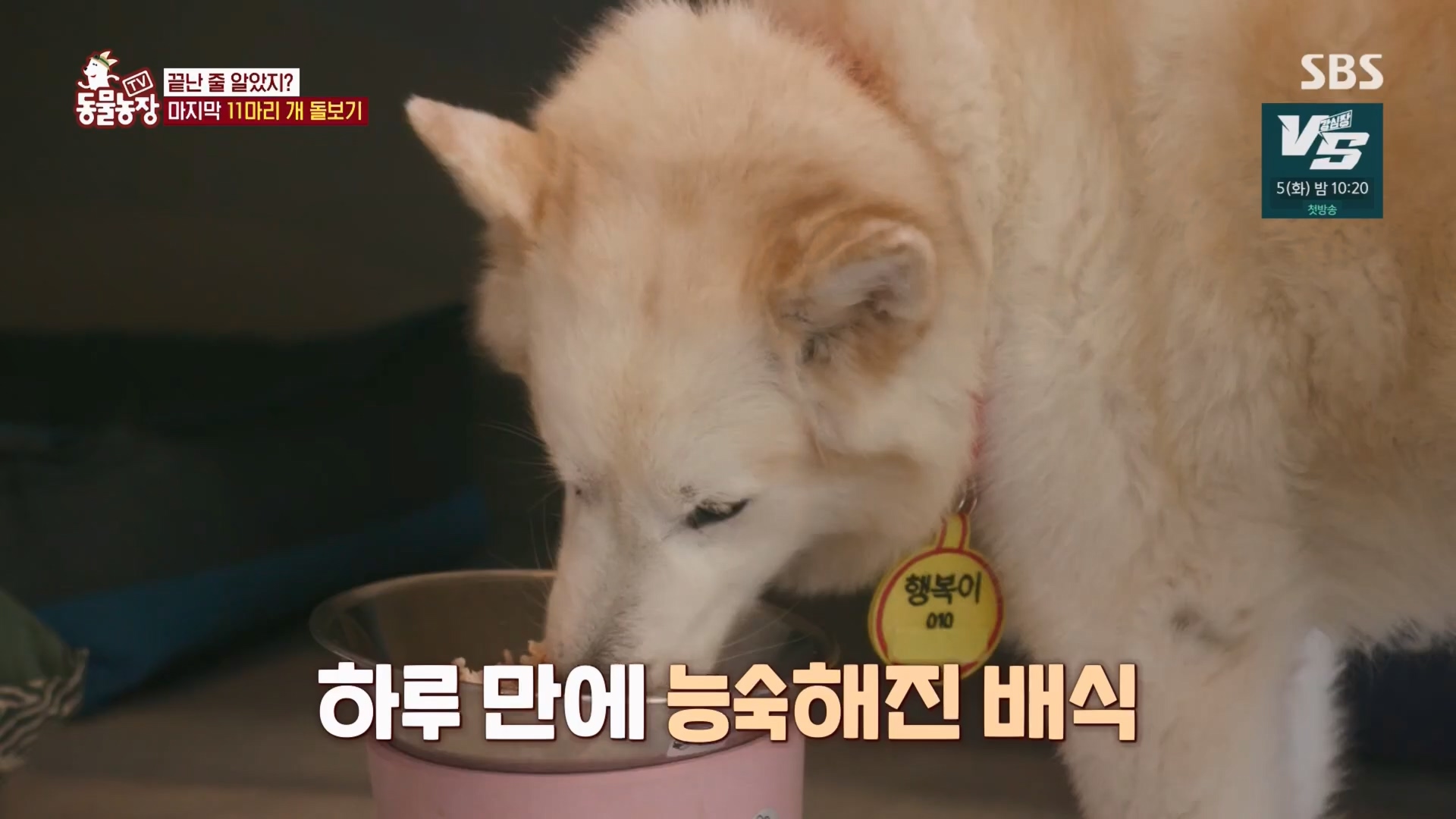 TV 동물농장.E1148.231203p.H264-F1RST.mp4_20231203_165840.935.jpg