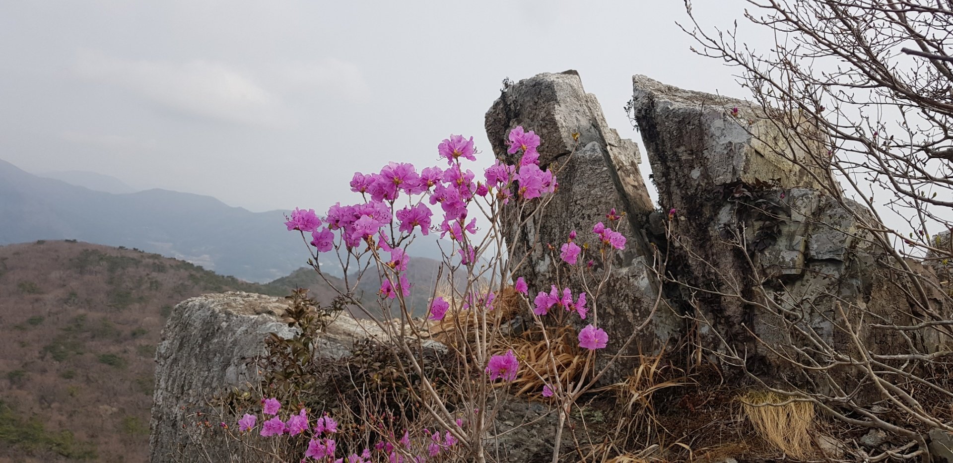 거제 망산 진달래