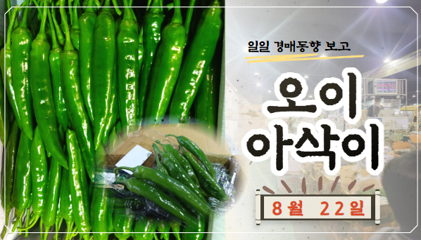  [경매사 일일보고] 8월 22일자 가락시장 오이아삭이 경매동향을 살펴보겠습니다!