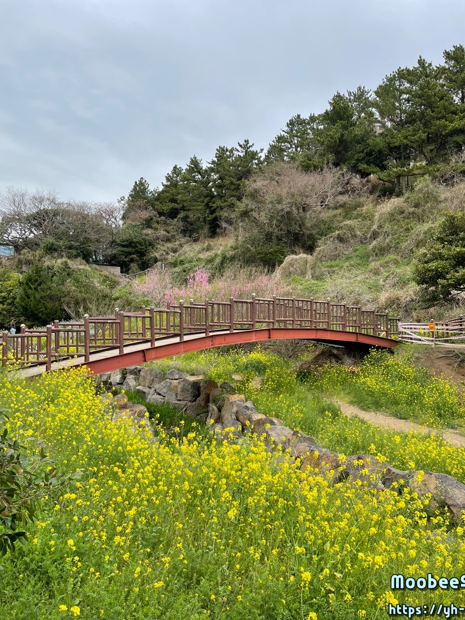 제주 엉덩물계곡 유채꽃