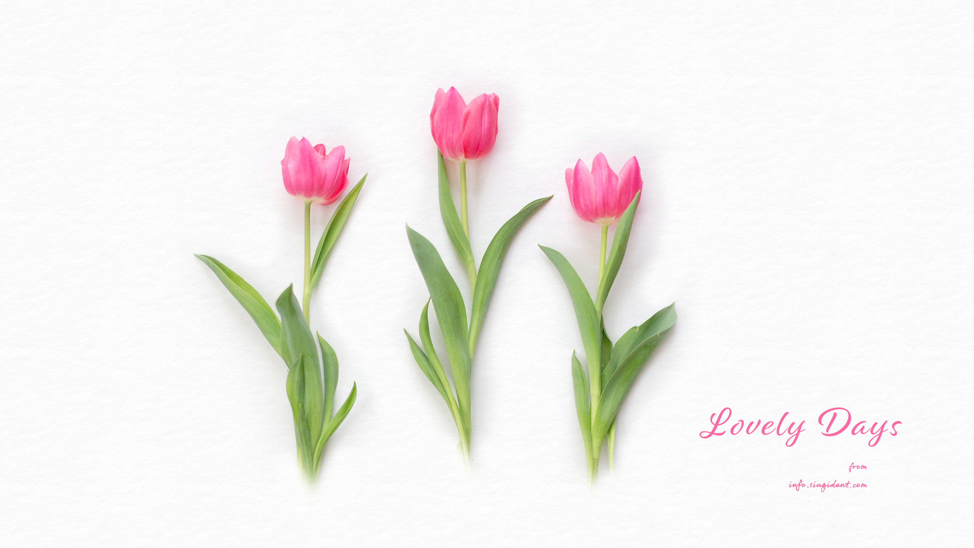 2023년 업데이트] 봄배경화면 3월 4월 달력 - 연핑크, 분홍색 꽃 | 신기행복을심는치과 건강정보