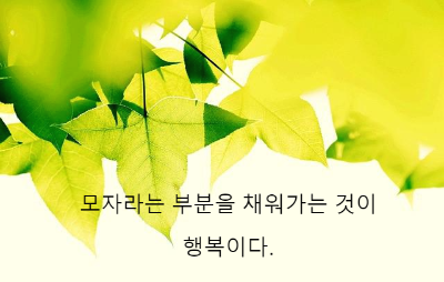 단풍 나뭇잎