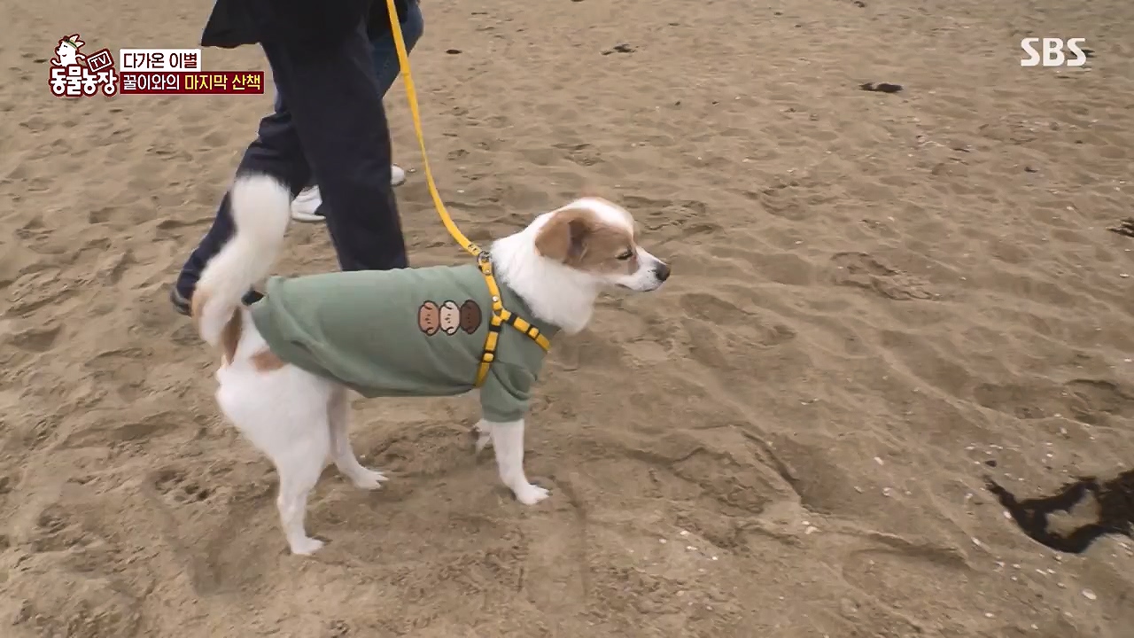 TV 동물농장.E1174.240603p-NEXT.mp4_20240602_155746.637.jpg