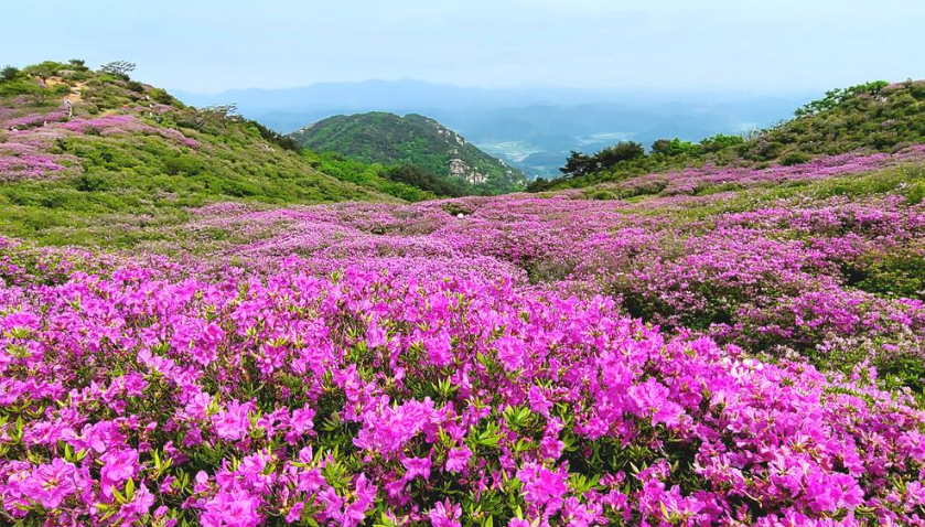 산청&amp;합천 황매산 철쭉