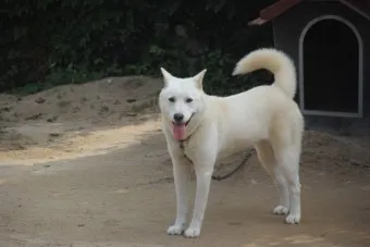 풍산개 분양 가격 수명 성격 장점 단점_20