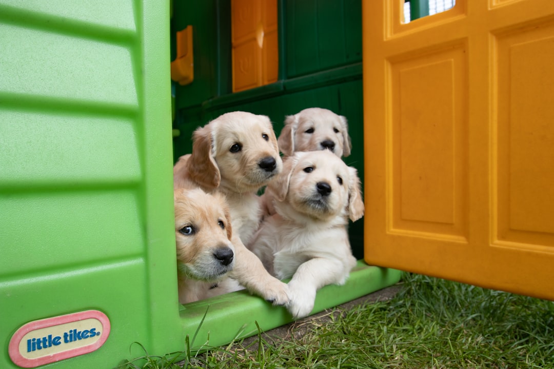 Puppy