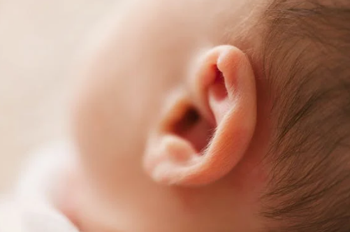 신생아의-귀