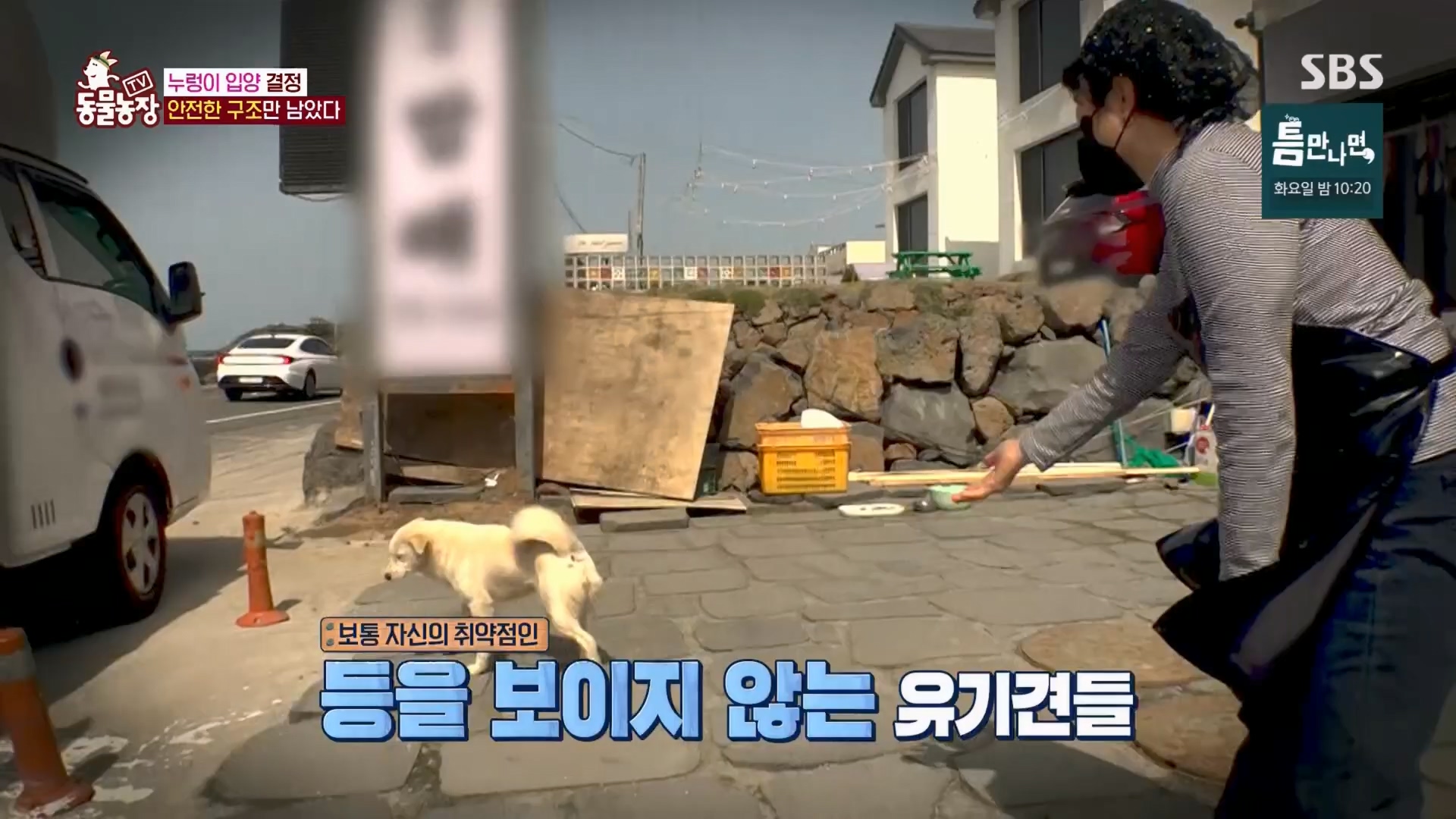 TV 동물농장.E1170.240505p.H264-F1RST.mp4_20240505_153823.753.jpg