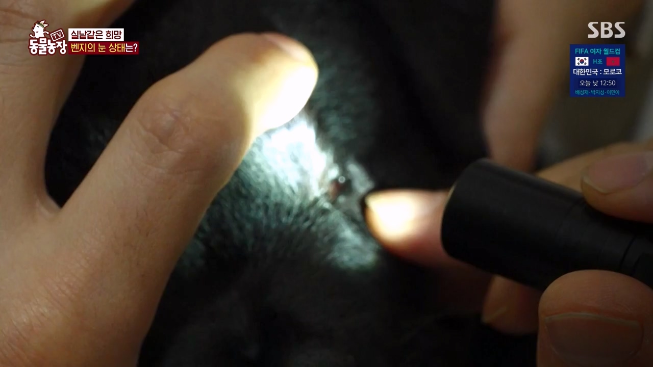 TV 동물농장.E1131.230731p-NEXT.mp4_20230730_190953.026.jpg