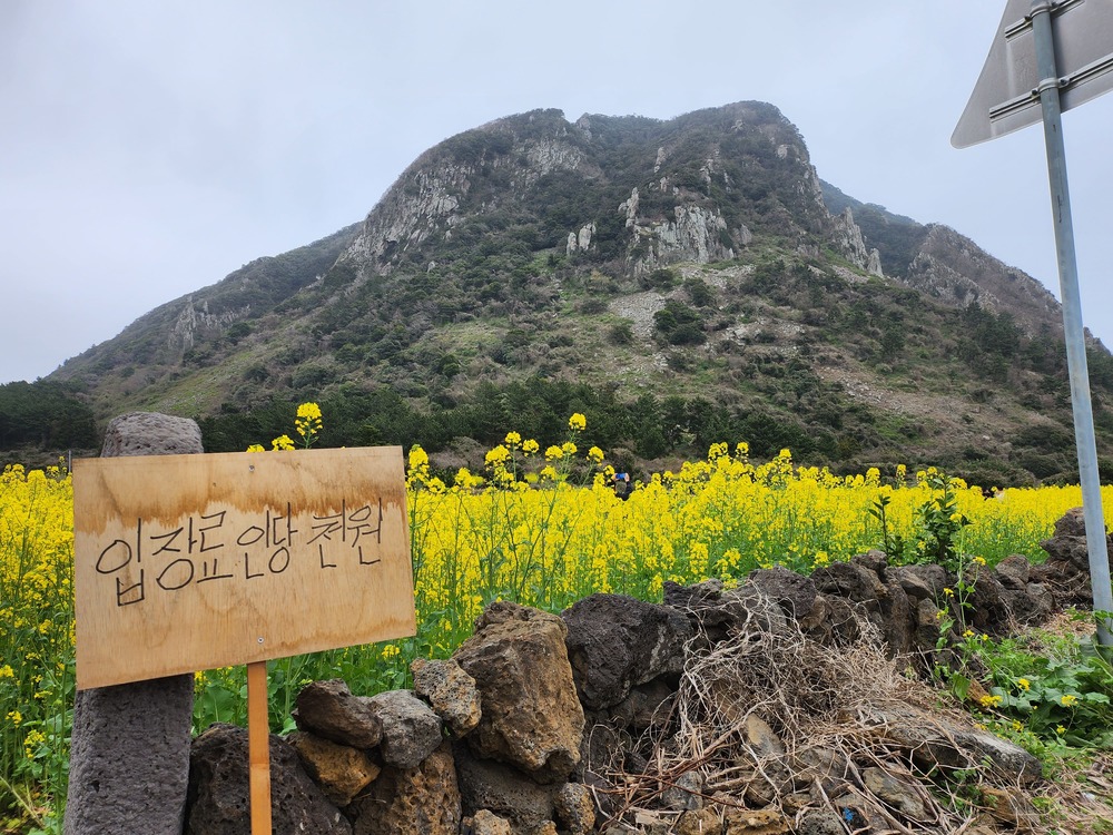 제주 유채꽃밭 전경