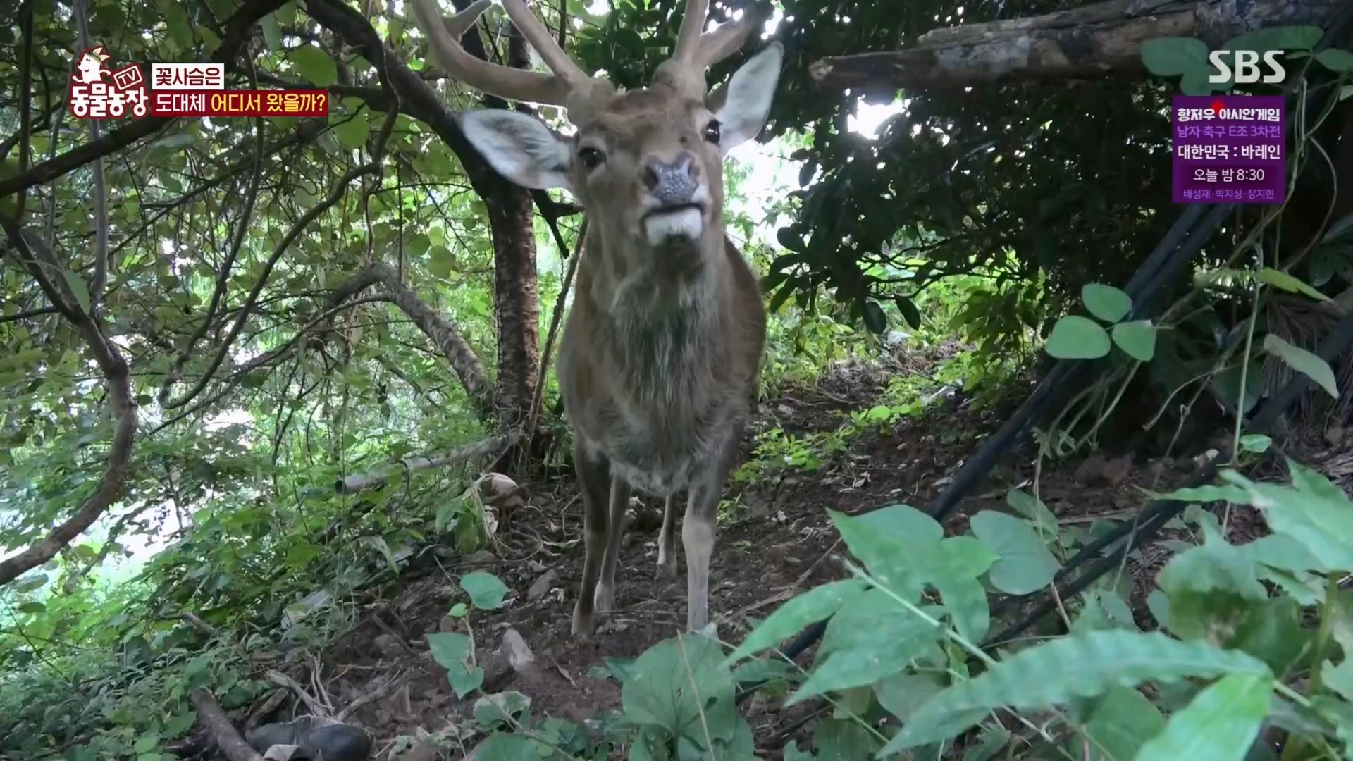 TV 동물농장.E1139.230924p.H264-F1RST.mp4_20230924_172350.441.jpg