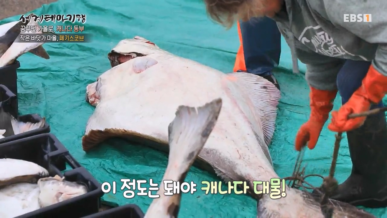 세상의모든기행꿈꾸던 가을로 캐나다 동부-우아, 가을의 맛.mp4_20231205_201207.796.jpg