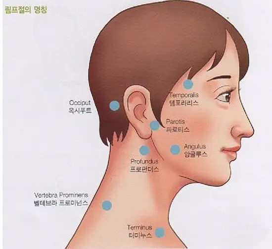 괄사-마사지-림프절-위치-및-명칭