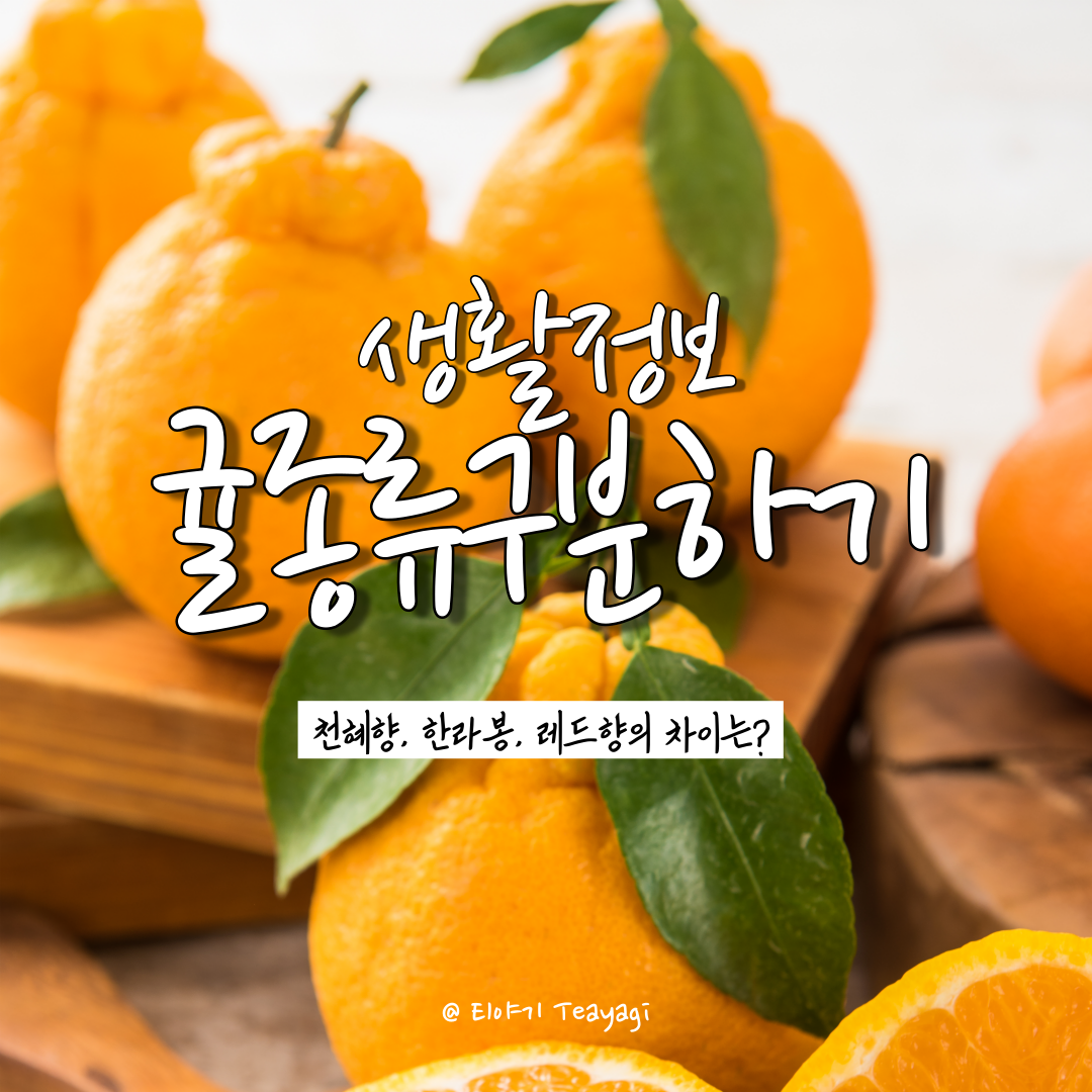  한라봉, 천혜향, 레드향의 특징과 차이는 무엇일까? (feat. 수확 시기와 특징을 알아보자)