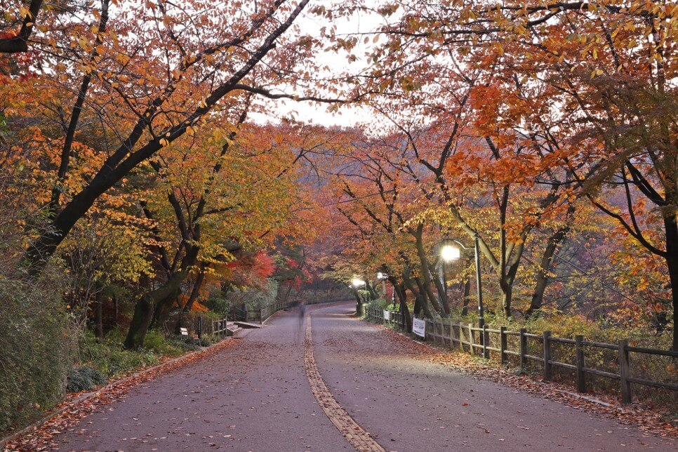 남산 단풍