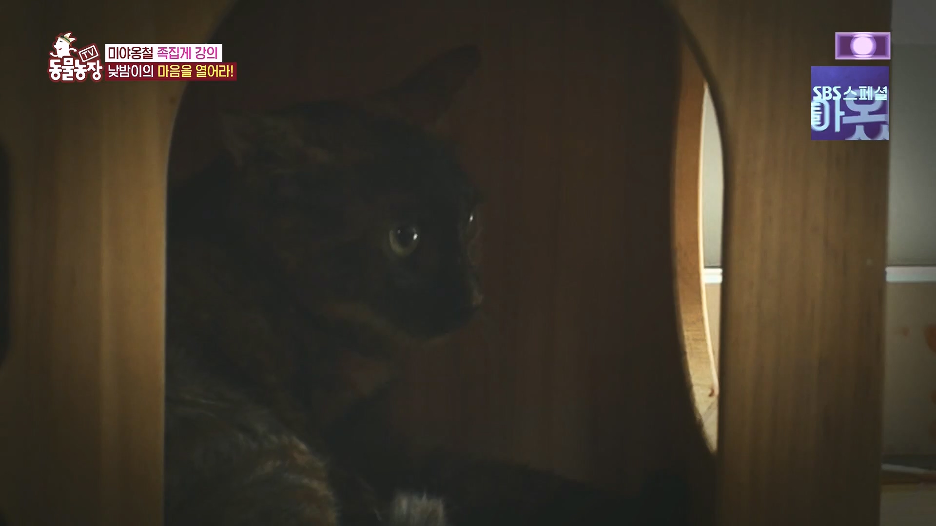 TV 동물농장.E1136.230903p.H264-F1RST.mp4_20230903_180401.650.jpg