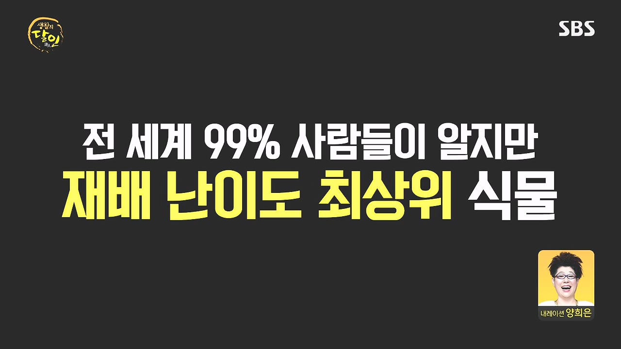 생활의 달인.E908.231017p-NEXT.mp4_20231017_195857.619.jpg
