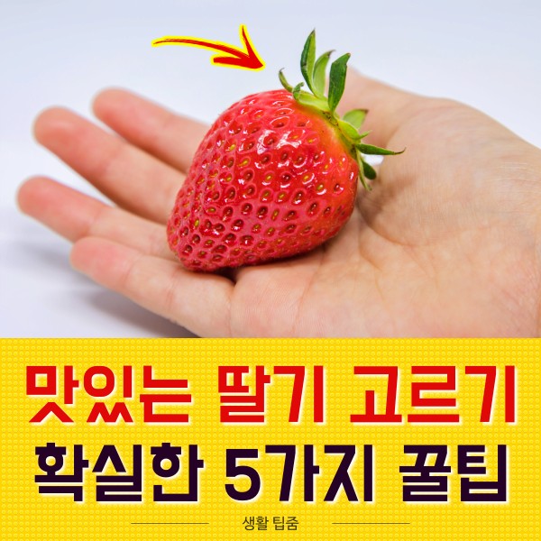 맛있는 딸기 고르는법 5,딸기 효능,팁줌 매일꿀정보