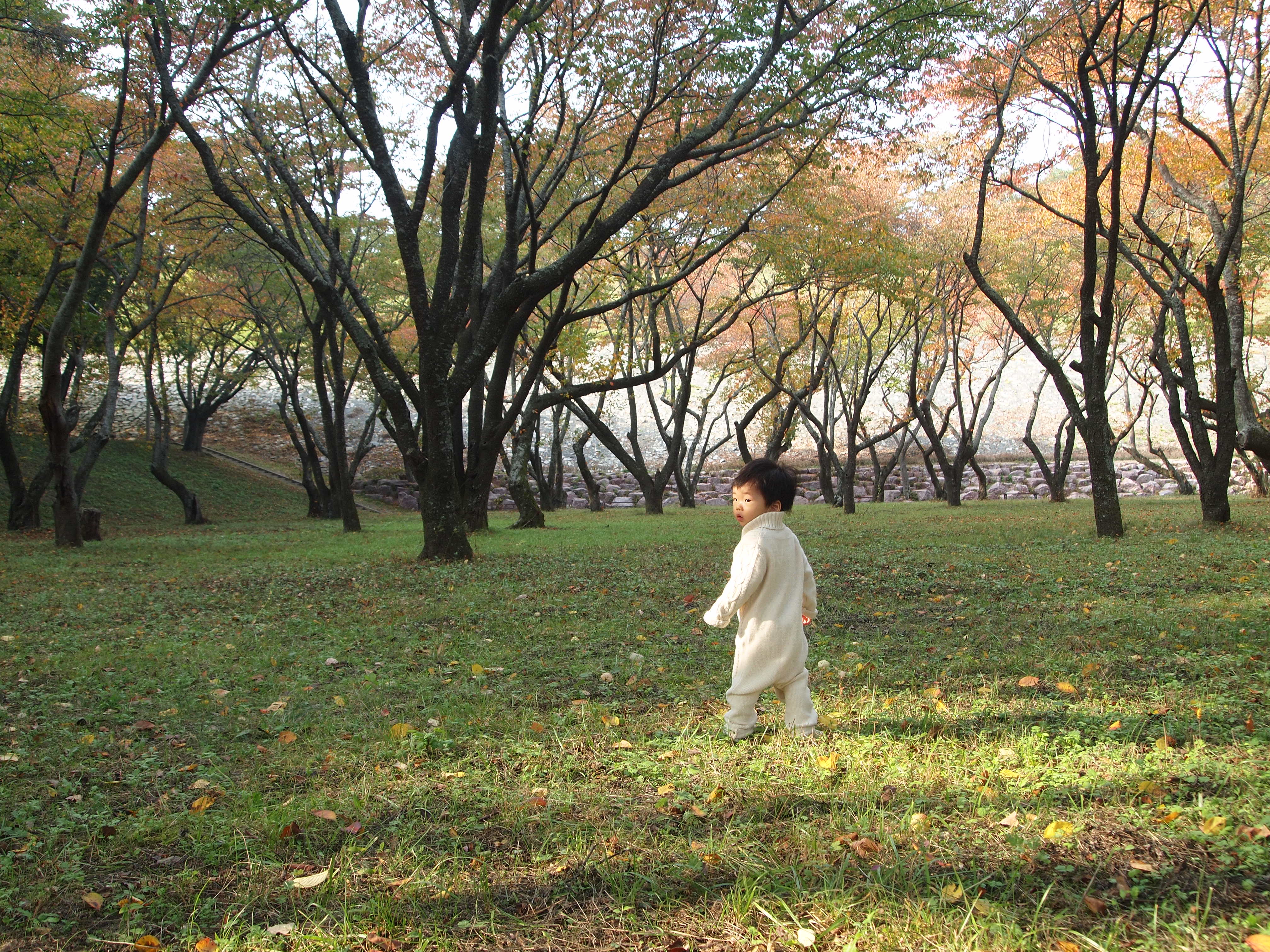 양산-법기수원지-벚나무-2013년