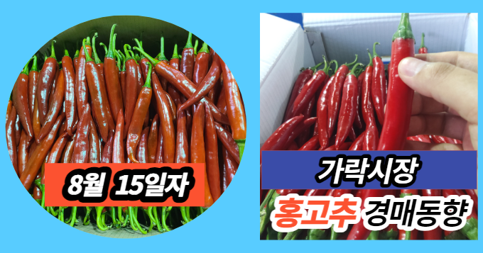  [경매사 일일보고] 8월 15일자 가락시장 홍고추 경매동향을 살펴보겠습니다!