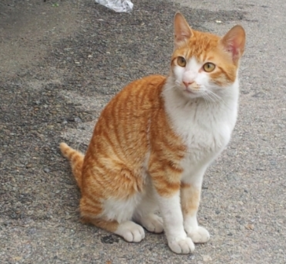  고양이 안오게 하는 법
