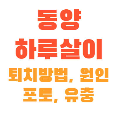 동양하루살이-퇴치방법-원인-썸네일